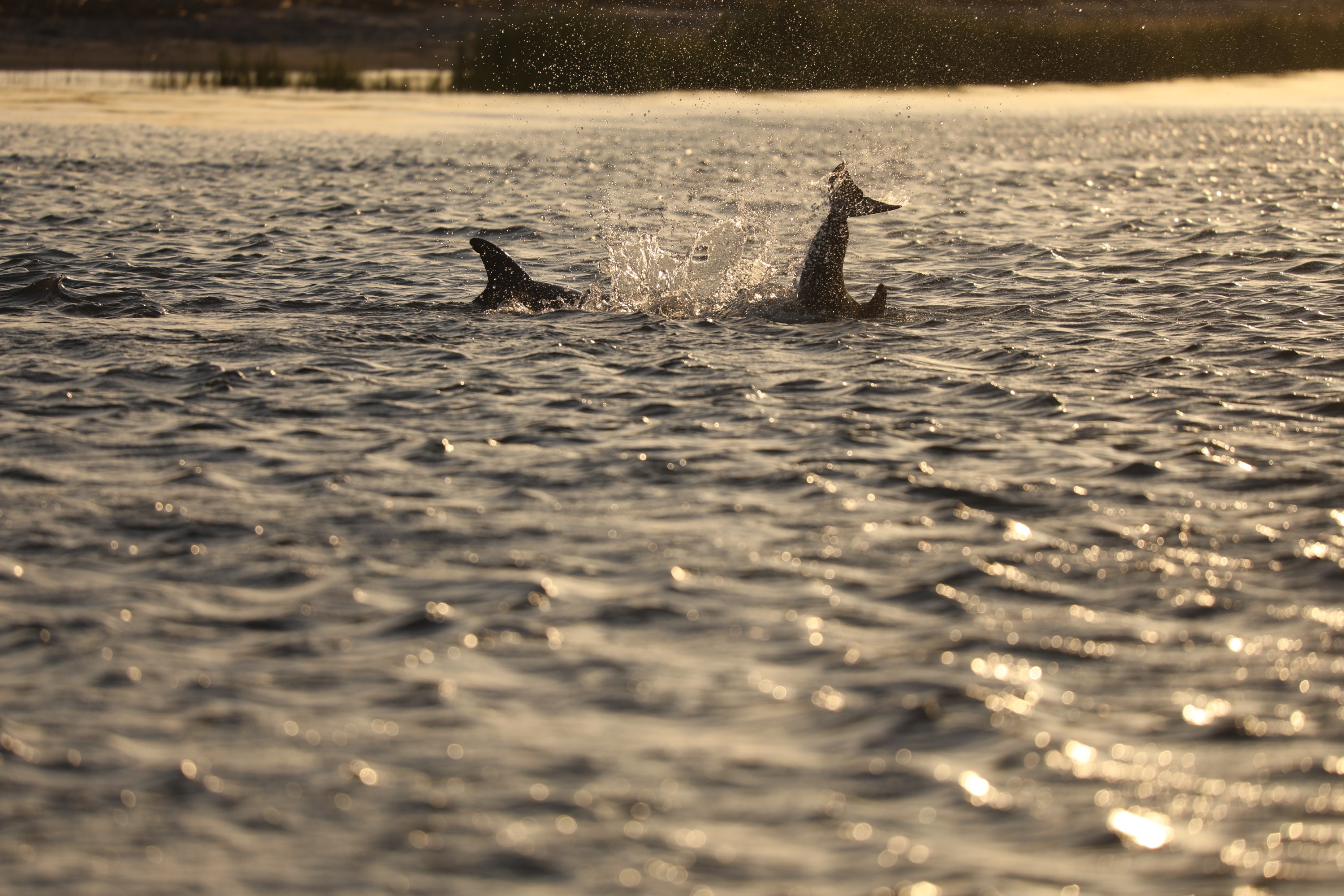 Dolphin tails at sunset
