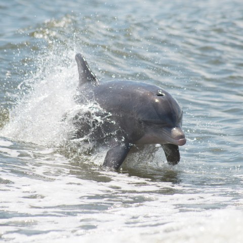 dolphin jumping