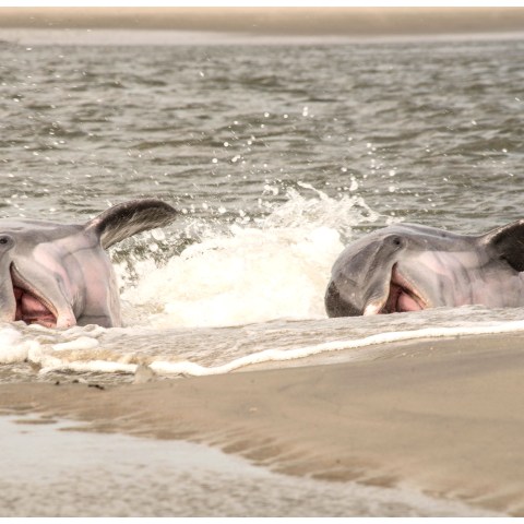 dolphins strand feeding