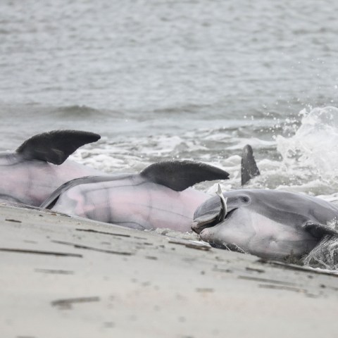 dolphins strand feeding