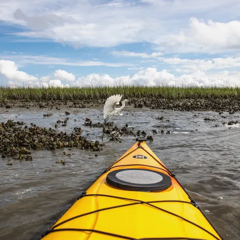 Yellow Kayak and bird in the background