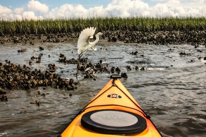 a great white egret, wings spread, lifting off from the estuary directly in front of a orange kayak