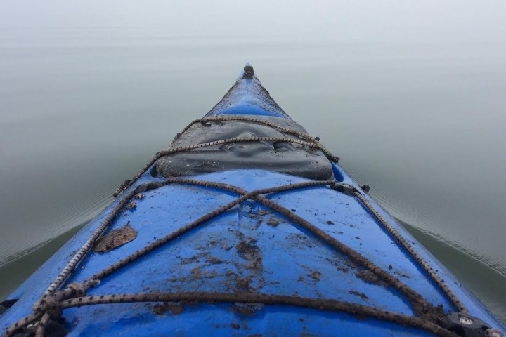 a bird sitting on top of a body of water