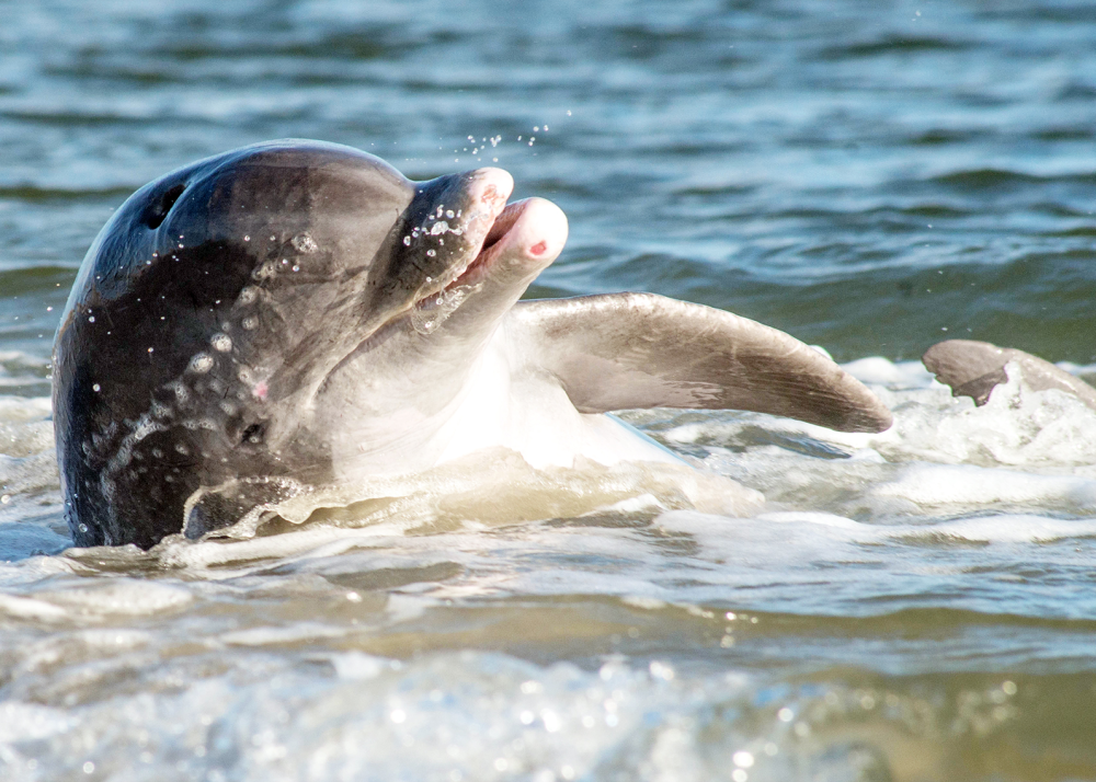 a dolphin swimming in a body of water