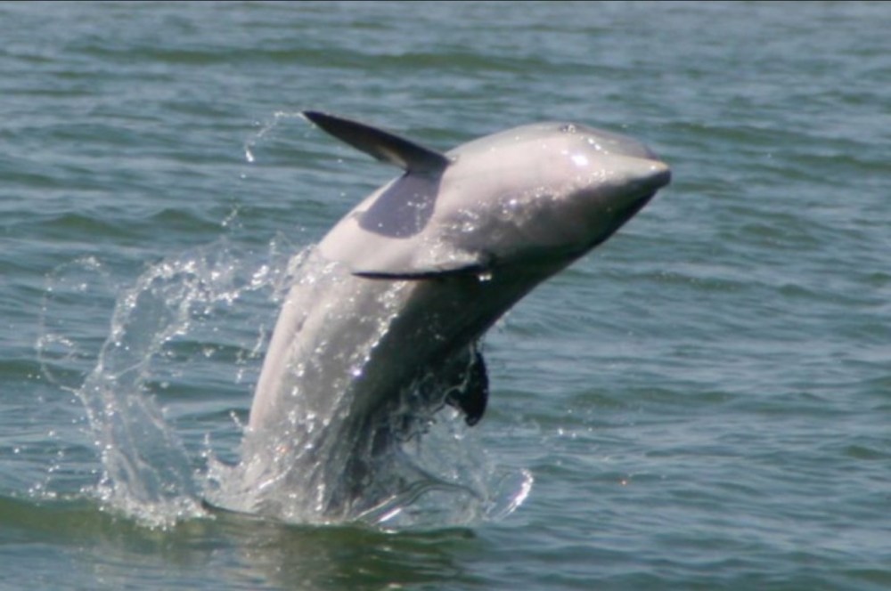 animal on the water