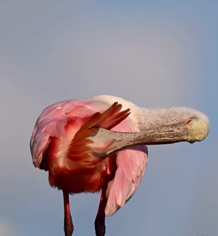 a close up of a bird