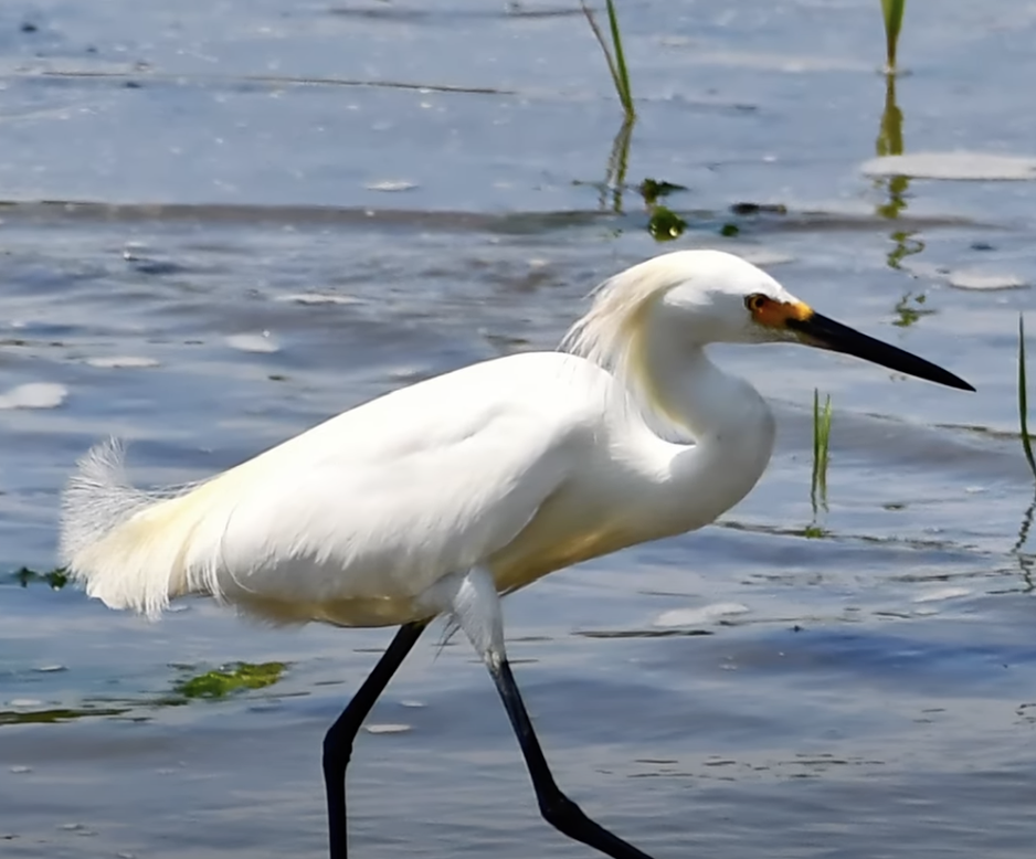 a bird standing on the edge of a body of water