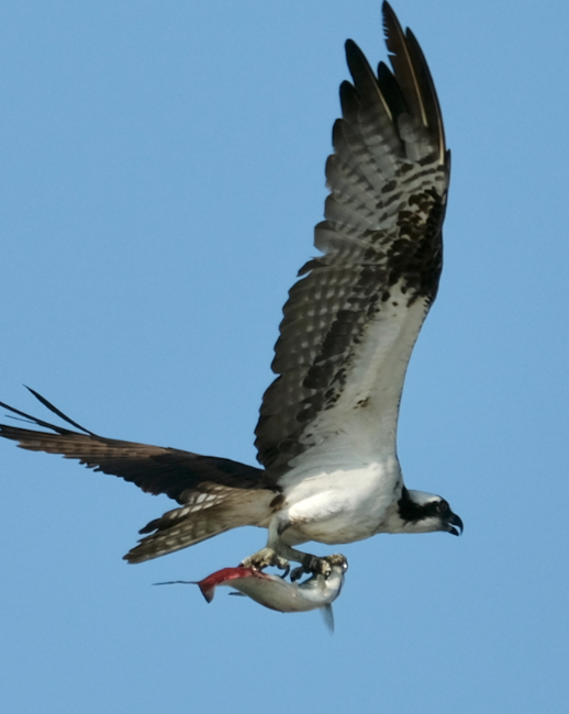 a bird flying in the air