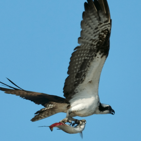 a bird flying in the air