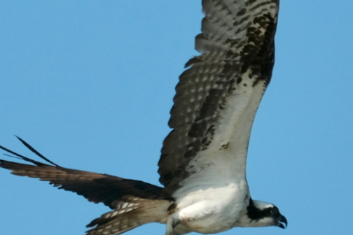 a bird flying in the air
