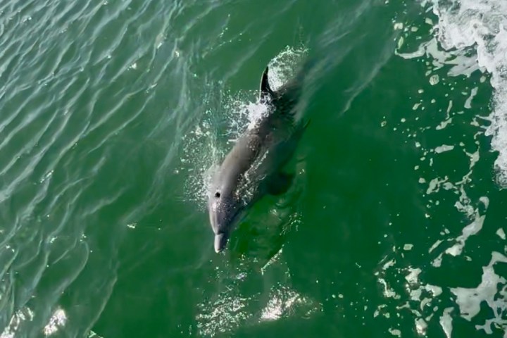 Dolphin swimming in Charleston Harbor, showcasing marine life during the Flipper Finders sightseeing tour.