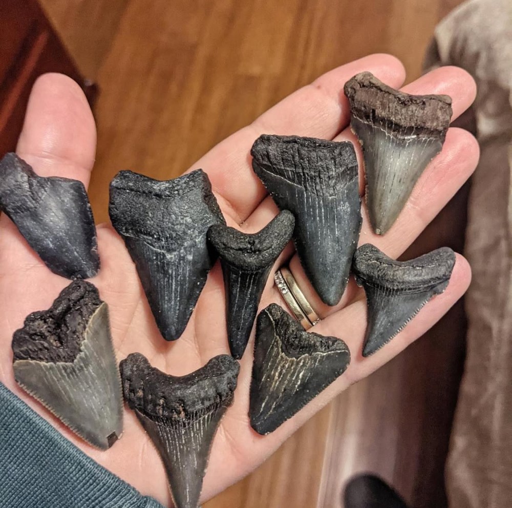 Hand holding multiple dark fossilized shark teeth on a wooden floor background.