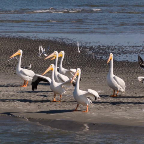 Group of pelicans walking on the beach near the ocean shoreline.