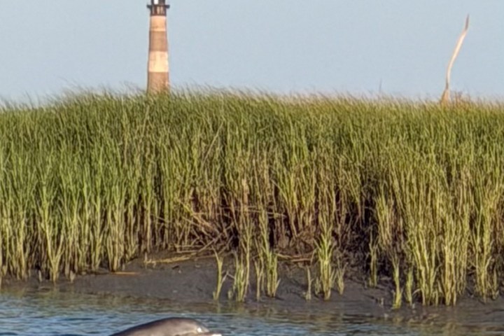 Dolphin swimming near marsh grass with a distant lighthouse in the background.